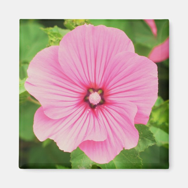 Rosa Lavatera Magnet (Framsidan)