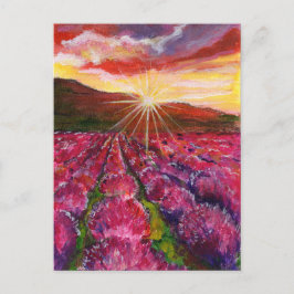 Rosa Lavender Fält Frankrike Provance Helg Vykort