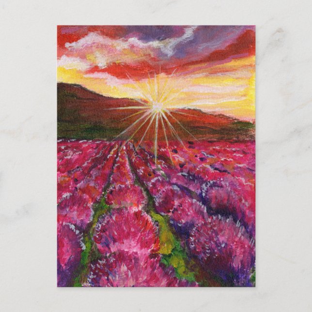 Rosa Lavender Fält Frankrike Provance Helg Vykort (Framsida)