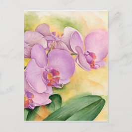 Rosa Lavender Phalaenopsis Orchid Flowers Vykort