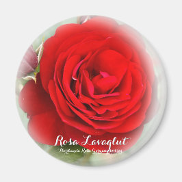 Rosa Lavlaglut Magnet