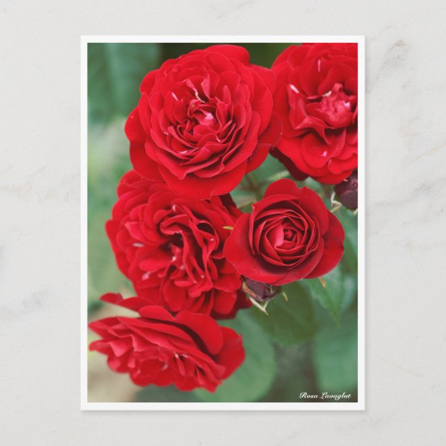 Rosa Lavlaglut Vykort (Framsida)