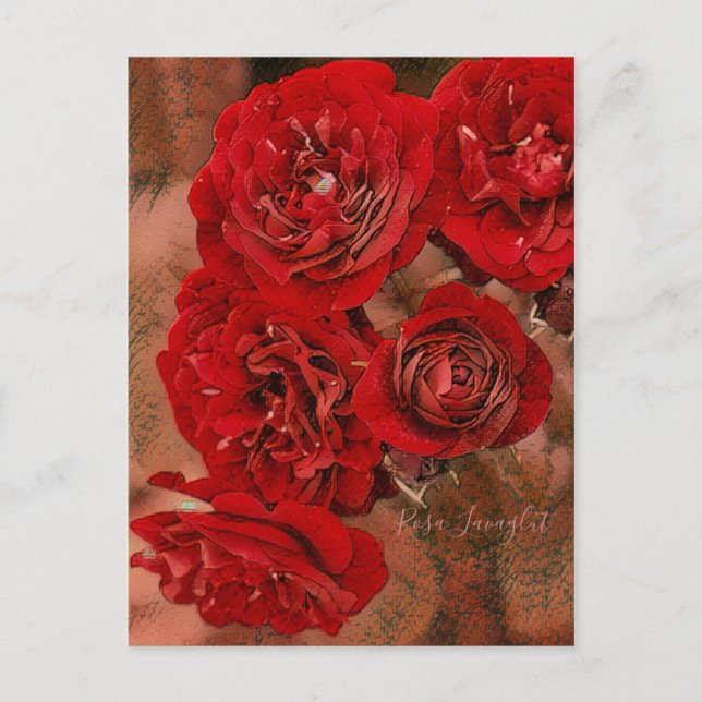 Rosa Lavlavlur [vykort] Vykort (Framsida)
