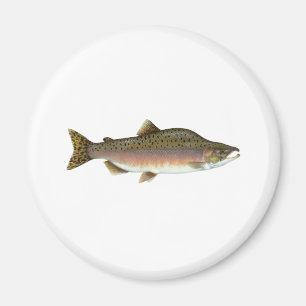 Rosa lax magnet