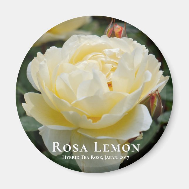 Rosa Lemon Magnet (Framsidan)