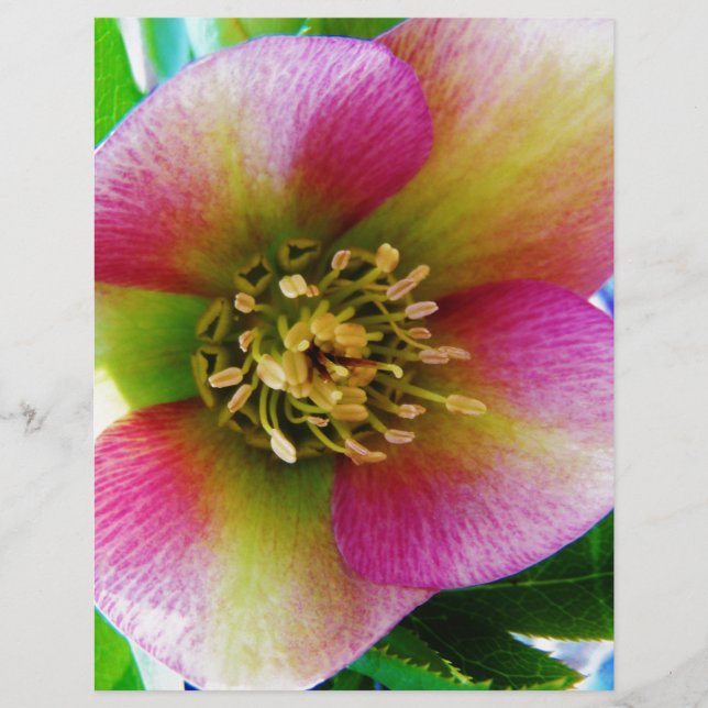 Rosa Lenten Ro (Framsida)