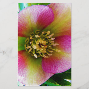 Rosa Lenten Ro Brevpapper