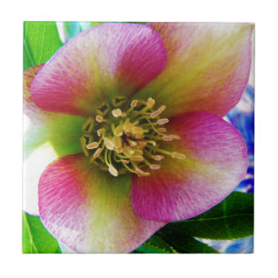 Rosa Lenten Ro Kakelplatta