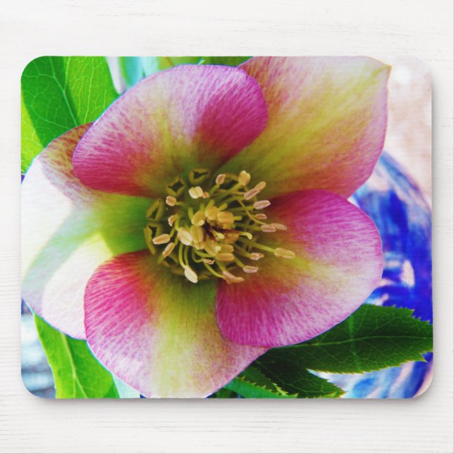 Rosa Lenten Ro Musmatta (Framsidan)