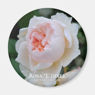 Rosa "L'hiver" Magnet