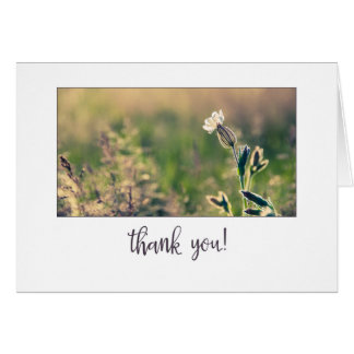 Rosa Light Campion Wildblomma Tack Hälsningskort