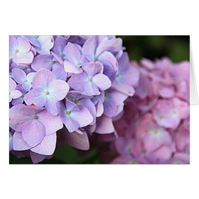 ©Rosa & Light Lila Hydrangeas Bloom Blank Hälsningskort (Framsidan Horizontal)