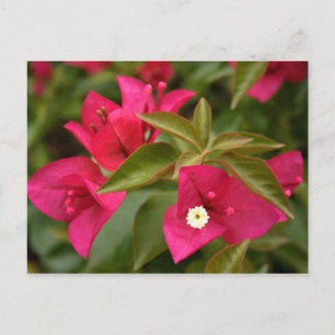 rosa/lila-blomma vykort