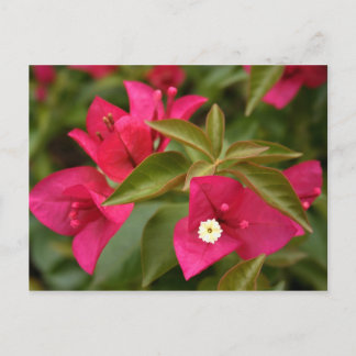 rosa/lila-blomma vykort