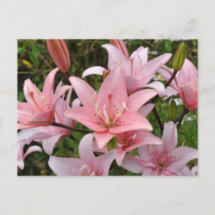 Rosa lila blommigt skönhet vykort