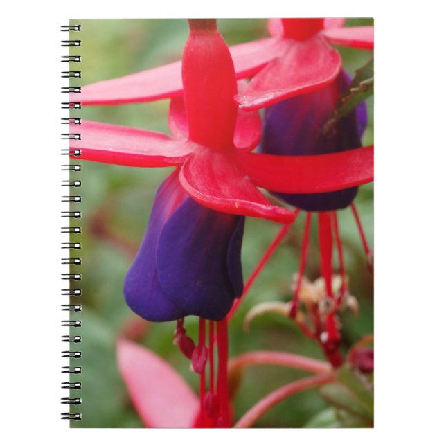 Rosa Lila blommor fotopatbok Anteckningsbok Med Spiral (Framsidan)