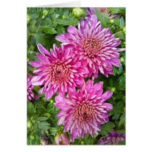 Rosa-Lila Chrysanthemums med Raindrops Card Hälsningskort