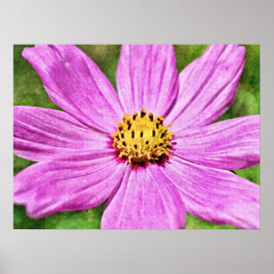 Rosa Lila Cosmos Flower Photographic Art Print Poster