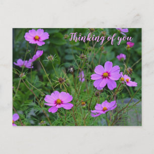 Rosa Lila Cosmos Flower Thinking of you Vykort