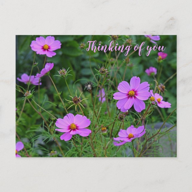 Rosa Lila Cosmos Flower Thinking of you Vykort (Framsida)