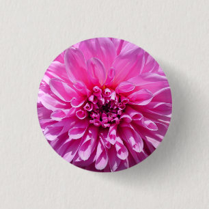 Rosa Lila Dahlia Flower Knapp