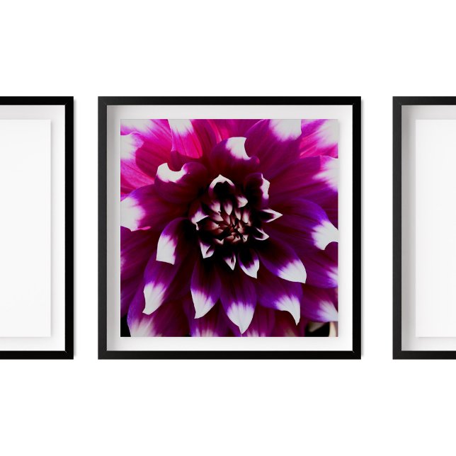 Rosa Lila Dahlia-foto Poster (Skapare uppladdad)