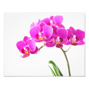 Rosa Lila Dendrobium Orchid Tropical Flower Fototryck