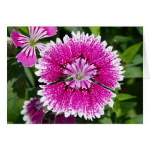 Rosa/Lila Dianthus är nära att dela upp Hälsningskort