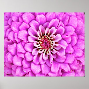 Rosa Lila Flower Petal Burst Photographic Art Poster