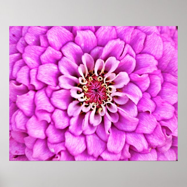 Rosa Lila Flower Petal Burst Photographic Art Poster (Framsidan)