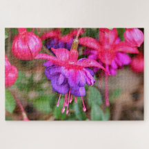 Rosa & lila Fuchsia blommor i blomning
