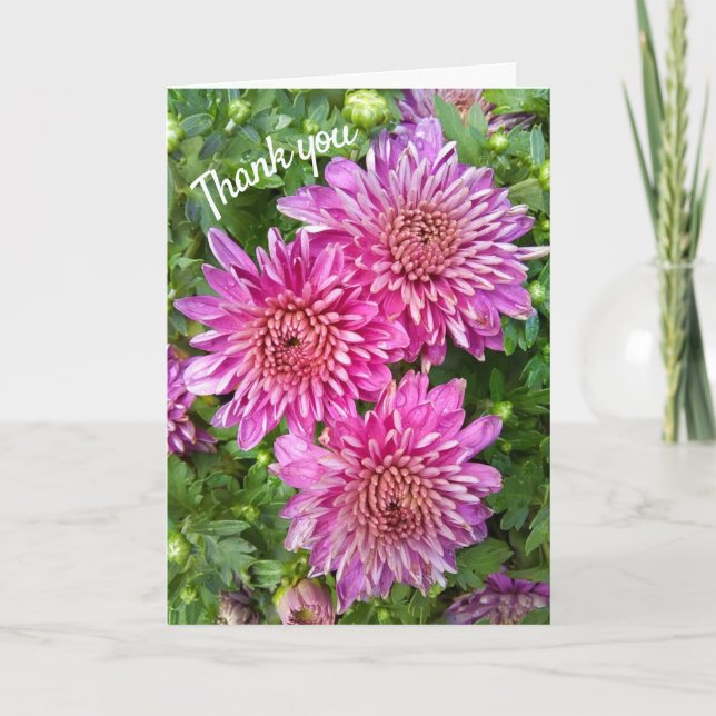 Rosa-lila krysantemum med regndroppar tack kort (Framsida)