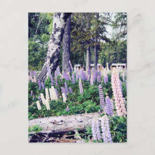 Rosa Lila Lilac Lupins Nya Zeeland Fotografi Vykort