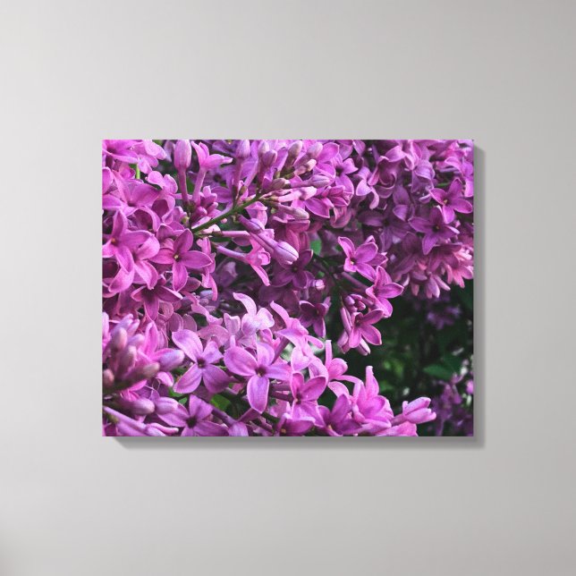Rosa lila lilacs | Bild på romantisk blommigt av r (Framsida)