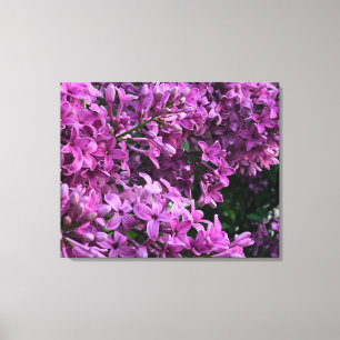 Rosa lila lilacs   Bild på romantisk blommigt av r