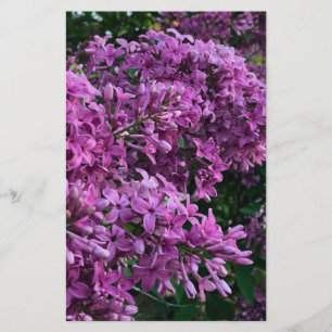 Rosa lila lilacs Bild på romantisk blommigt av r