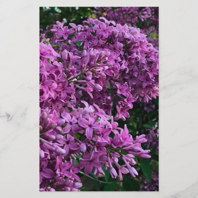 Rosa lila lilacs | Bild på romantisk blommigt av r (Framsida)