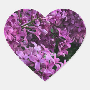 Rosa lila lilacs Bild på romantisk blommigt av r Hjärtformat Klistermärke