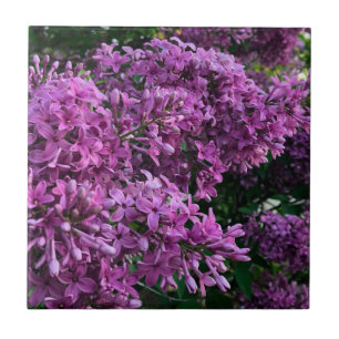 Rosa lila lilacs Bild på romantisk blommigt av r Kakelplatta
