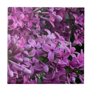 Rosa lila lilacs   Bild på romantisk blommigt av r Kakelplatta