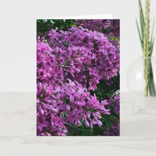 Rosa lila lilacs Bild på romantisk blommigt av r Kort