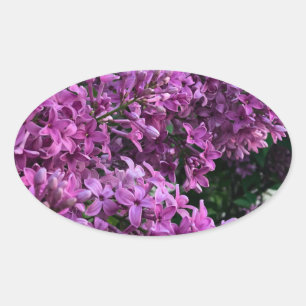 Rosa lila lilacs Bild på romantisk blommigt av r Ovalt Klistermärke