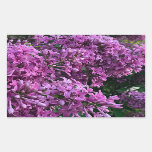 Rosa lila lilacs Bild på romantisk blommigt av r Rektangulärt Klistermärke