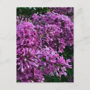 Rosa lila lilacs Bild på romantisk blommigt av r Vykort