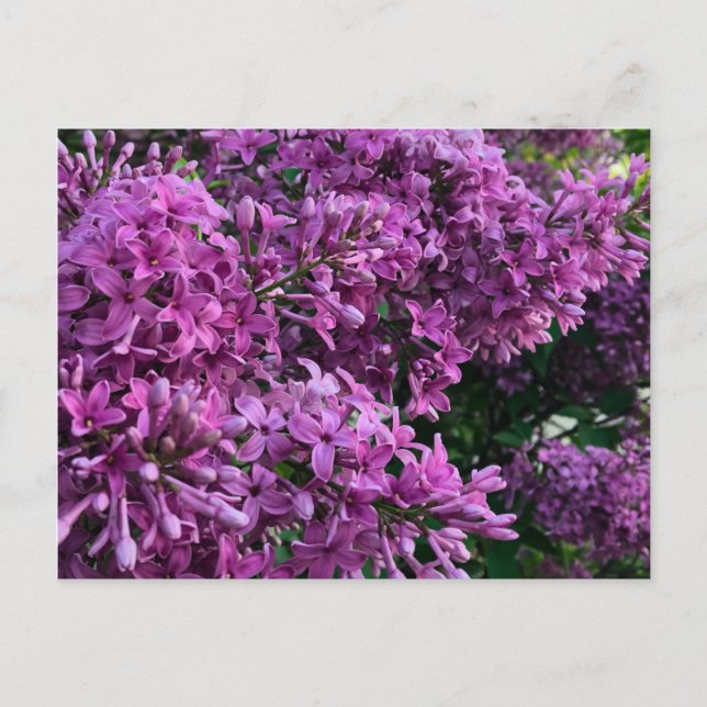 Rosa lila lilacs | Bild på romantisk blommigt av r Vykort (Framsida)