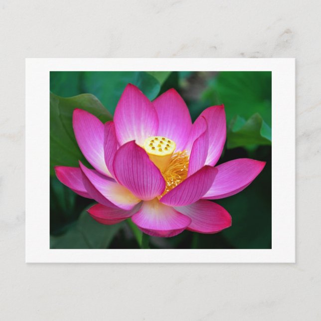 Rosa Lila Lotus Flower Blank Blommigt Postcard Vykort (Framsida)