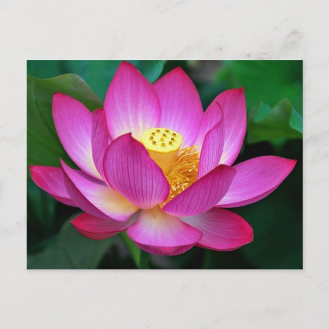 Rosa Lila Lotus Flower Blank Blommigt Postcard Vykort (Framsida)