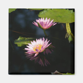 Rosa Lila Lotus Waterlilies magnet