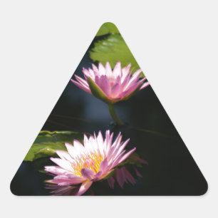 Rosa Lila Lotus Waterlilies Triangelformat Klistermärke