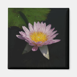 Rosa Lila Lotus Waterlily magnet